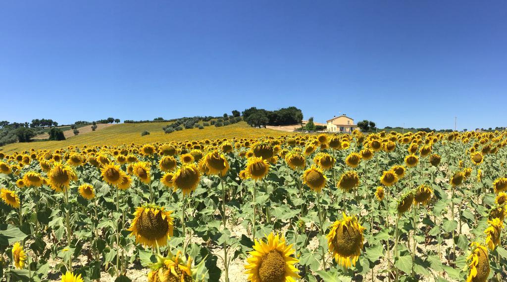 דירות San Marcello  Girasole חדר תמונה